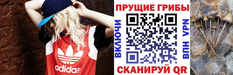 Купить закладки Кинешма Псилоцибиновые грибы ЛСД